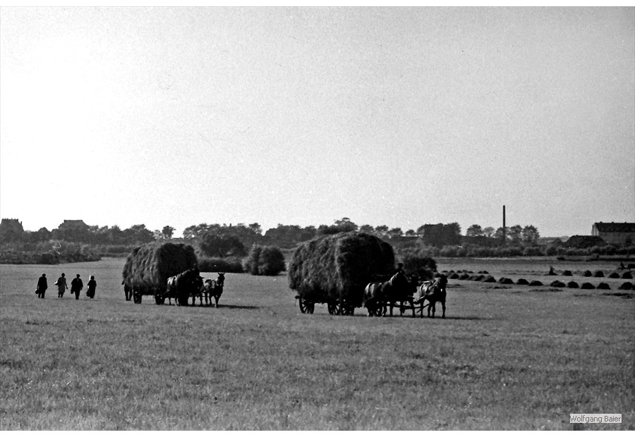 Heuernte in den Riekdahler Wiesen (1933)