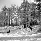 Rodeln im Stadtpark 1930 (Foto: Wolfgang Baier)