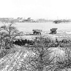 Blick vom Roggentiner Weg Richtung Tessiner Straße in den 50iger Jahren. (Foto: Sammlung Lemke)