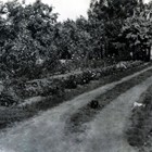 Eggert-Lemke - Roggentiner Weg 3 - Garten in den 50iger Jahren. (Foto: Sammlung Lemke)