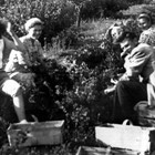 Eggert-Lemke Roggentiner Weg 3 - mit Besuch beim Stachelbeeren pflücken in den 50iger Jahren. (Foto: Sammlung Lemke)