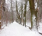 An dieser Eichenallee neben dem Rönngraben im Stadtpark, der ehemaligen Landstraße nach Roggentin, lag die Riedelsche Dachpappenfabrik von 1858-1928. (Foto: Berth Brinkmann)