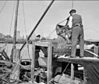 
Der Sand für die Dachpappenproduktion wurde von 1929 bis etwa 1960 von Fritz Schütt (Gehlsdorf) per Schiff aus Markgrafenheide angeliefert. (Foto 1942: Sammlung Peter Schütt)
