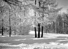 Stadtpark 1929 (Foto: Wolfgang Baier)