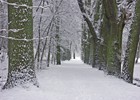 Diese Eichen im Stadtpark neben dem Rönngraben sind über 250 Jahre alt. Sie standen an einem Weg, der nach Tessin führte. Aufnahme 2012 (Foto: Berth Brinkmann)